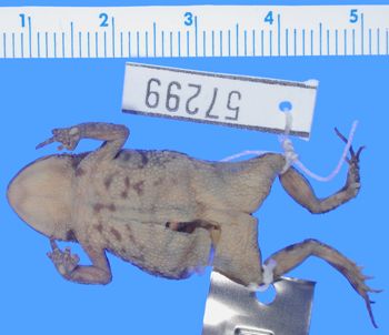 Media type: image; Herpetology A-57299